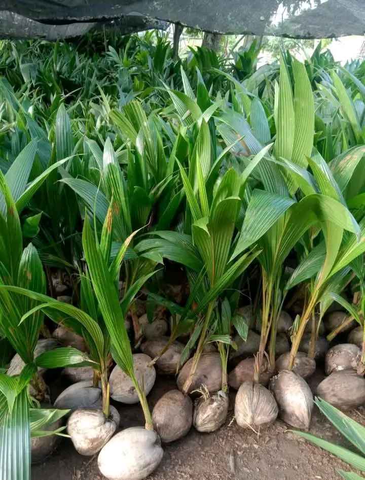 Bibit Kelapa Kopyor Bersertifikat